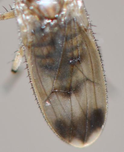 Suillia variegata